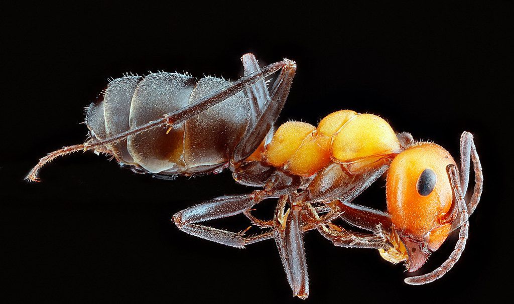 Ant Control service in Kenosha, WI
