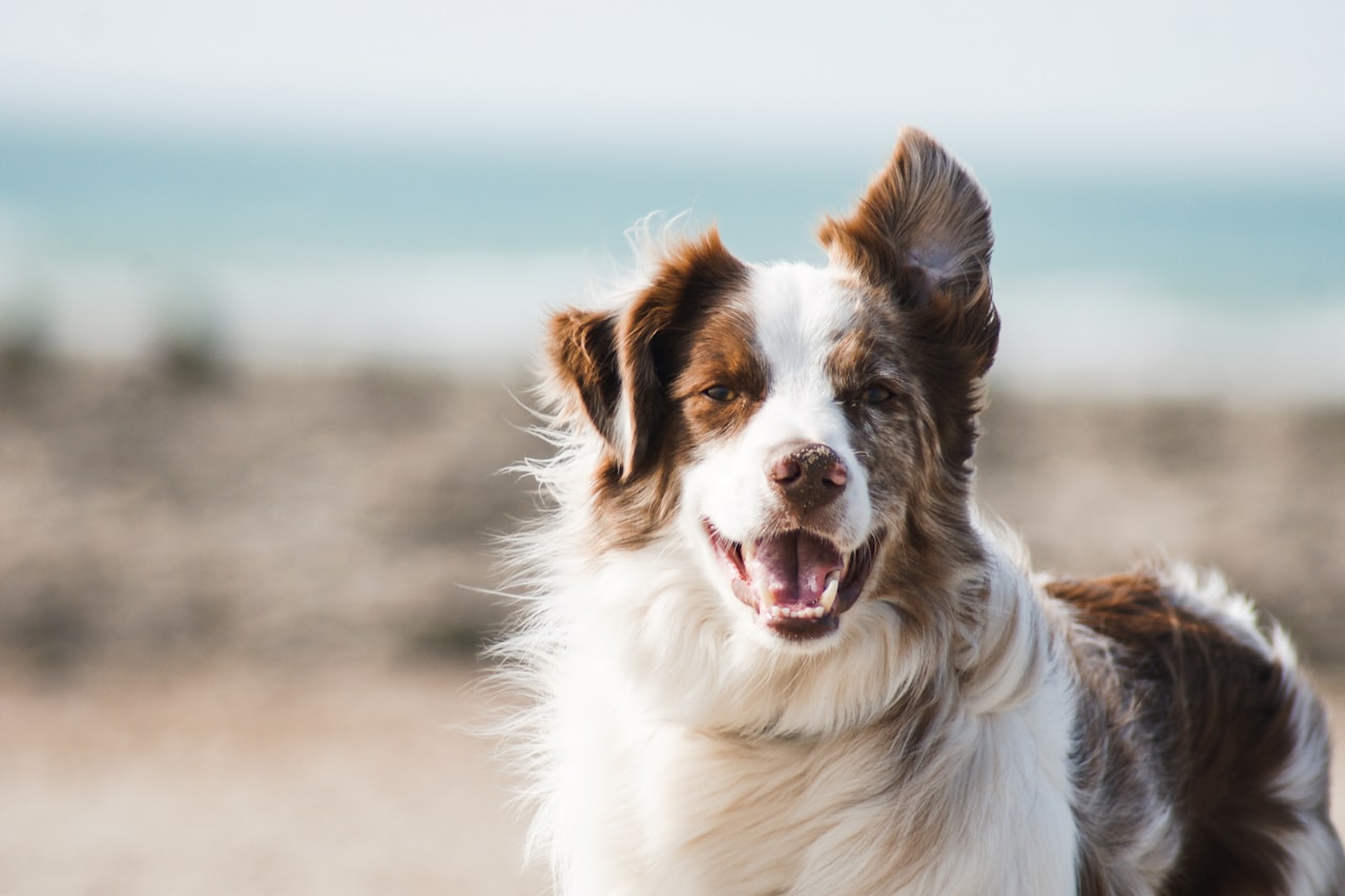Flea & Tick Control service in Kenosha, WI