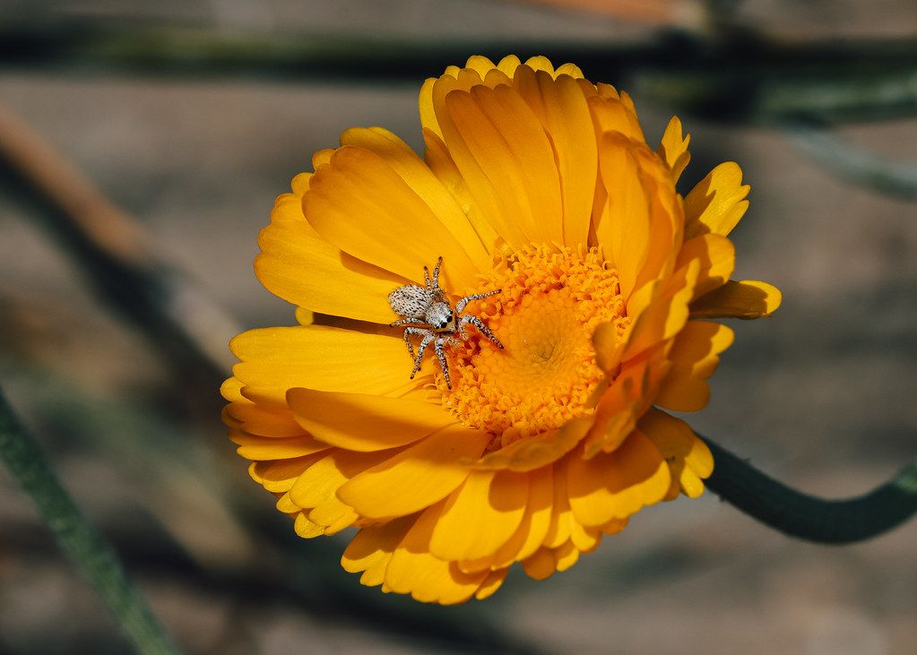 Spider Control service in Kenosha, WI